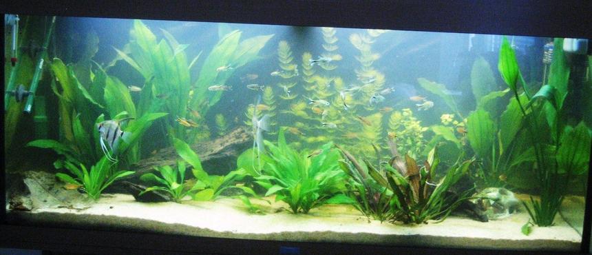 Rated #101: 53 Gallons Freshwater Fish Tank - My Amazonia biotope.