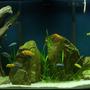 120 gallons freshwater fish tank (mostly fish and non-living decorations) - 120 Gallon Mbuna Tank