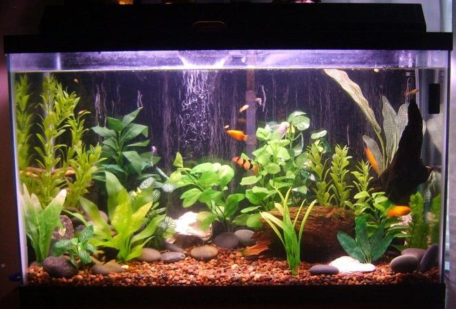 29 gallons freshwater fish tank (mostly fish and non-living decorations) - Updated picture. Look at that cute little clown loach. :] Most of the fish are hiding. Guppies, rainbow sharks, mollies, angelfish, a clown loach,  and otto cats. The evaporation space at the top is not so attractive. I fished it and took more pictures but I'm in love with that clown loach up in front, haha.