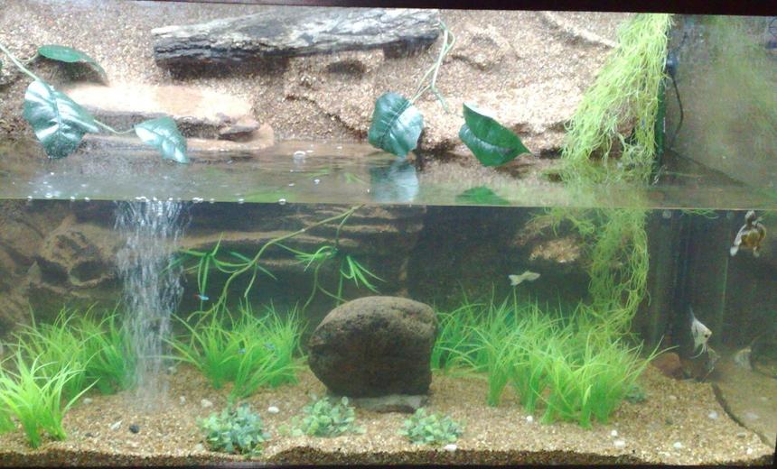 Rated #2568: 100 Gallons Freshwater Fish Tank - This is my fishtank