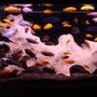138 gallons freshwater fish tank (mostly fish and non-living decorations) - african - tanganyika