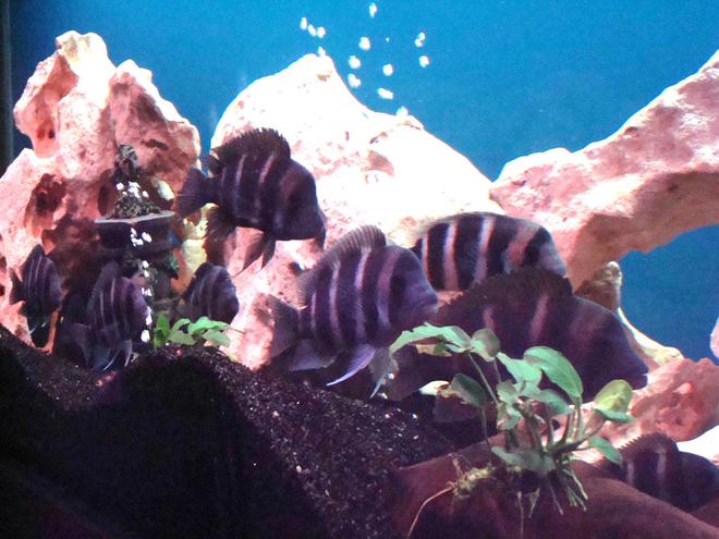 freshwater fish - cyphotilapia frontosa - frontosa cichlid stocking in 138 gallons tank - frontosa tank`1