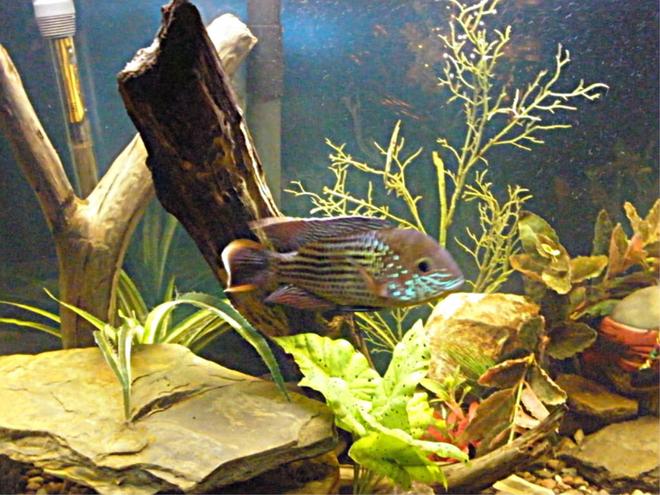 freshwater fish - aequidens rivulatus - green terror stocking in 55 gallons tank - My Green Terror Nemesis