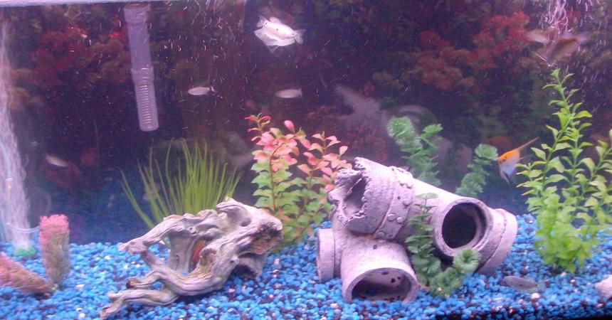 Rated #3592: 55 Gallons Freshwater Fish Tank - additional pic