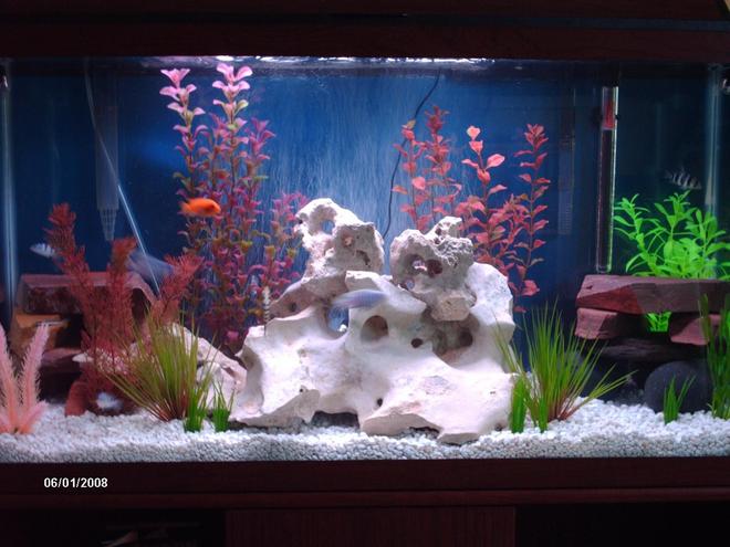 38 gallons freshwater fish tank (mostly fish and non-living decorations) - june reset