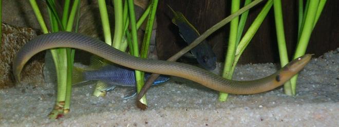 freshwater fish - erpetoichthys calabaricus - rope fish stocking in 120 gallons tank - Erpetoichthys calabaricus