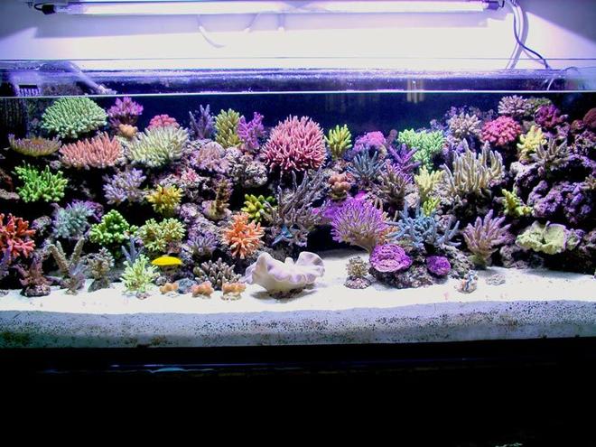 200 gallons reef tank (mostly live coral and fish) - reef tank evolution