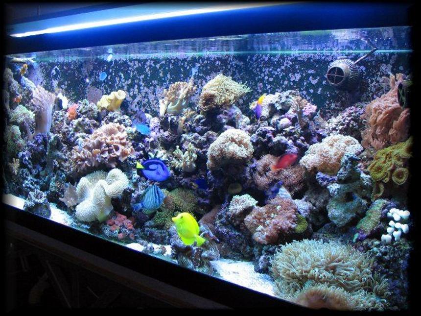 Rated #28: 125 Gallons Reef Tank - 125 gal reef tank