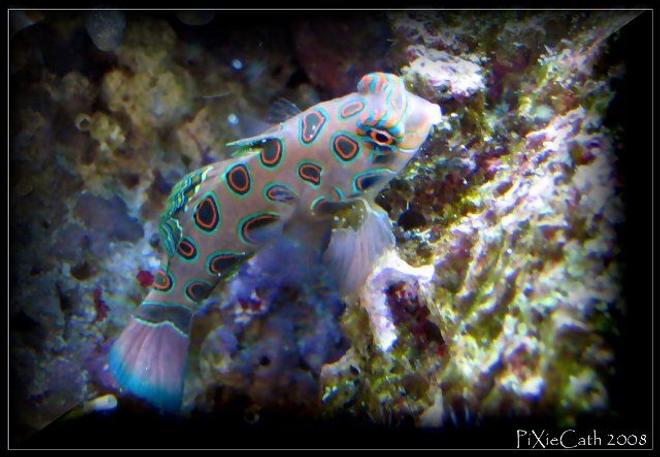 saltwater fish - synchiropus picturatus - spotted mandarin stocking in 125 gallons tank - target mandarin