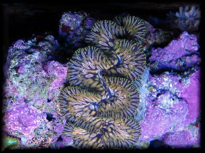 corals inverts - tridacna maxima - maxima clam, gold stocking in 125 gallons tank - teardrop maxima clam