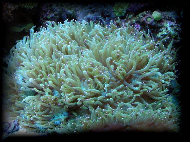 corals inverts - catalaphyllia jardinei - elegance coral stocking in 125 gallons tank - Aussi elegance