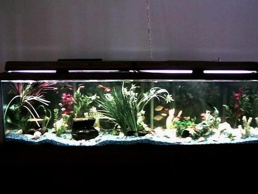 Rated #1012: 125 Gallons Freshwater Fish Tank - Freshwater community fish, 125 gallons.