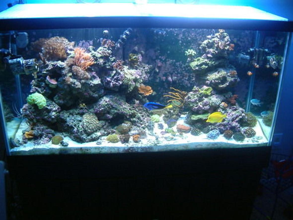 90 gallons reef tank (mostly live coral and fish) - FTS