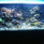 90 gallons reef tank (mostly live coral and fish) - FTS