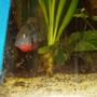 freshwater fish - thorichthys meeki - firemouth cichlid stocking in 230 gallons tank - (Thorichthys meeki) father defending eggs