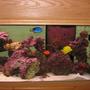 125 gallons saltwater fish tank (mostly fish, little/no live coral) - Right Side June 2008