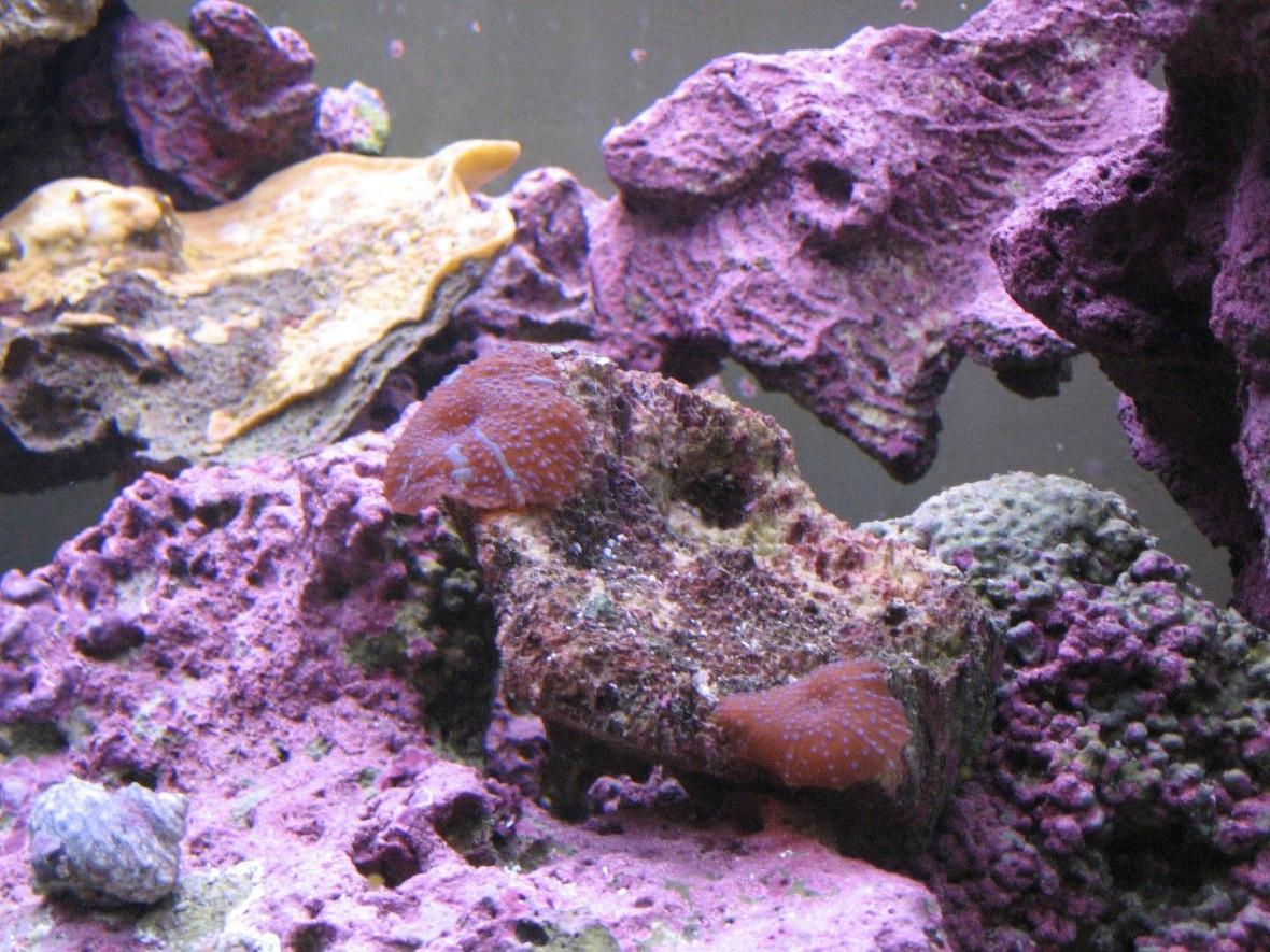 corals inverts - actinodiscus sp. - red mushroom stocking in 125 gallons tank - Shrooms