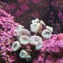 corals inverts - caulastrea furcata - blue spruce caulastrea stocking in 125 gallons tank - Trumpet Coral growing a new polyp