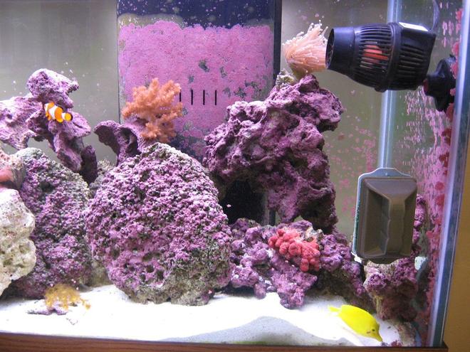 125 gallons saltwater fish tank (mostly fish, little/no live coral) - Torch, Finger Leather, Yellow Polyps, Yellow Surgeon, & Homie the Clown.