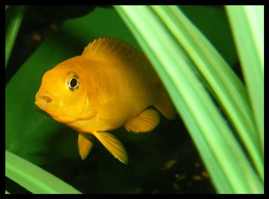 Rated #208: Freshwater Fish - Pseudotropheus Estherae - Red Zebra Cichlid Stocking In 50 Gallons Tank - baby cichlid hiding
