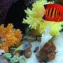 saltwater fish - centropyge loriculus - flame angelfish stocking in 60 gallons tank - Scissortail goby, and our flame angel (IF YOU DO NOT LIKE OUR PICTURES THEN YOU DO NOT HAVE TO LOOK AT THEM, BUT VOTING 0 IS VERY NEGATIVE ON YOUR PART) PLEASE JUST MOVE ON - THANKS!!!!