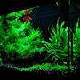 19 gallons planted tank (mostly live plants and fish) - My tank