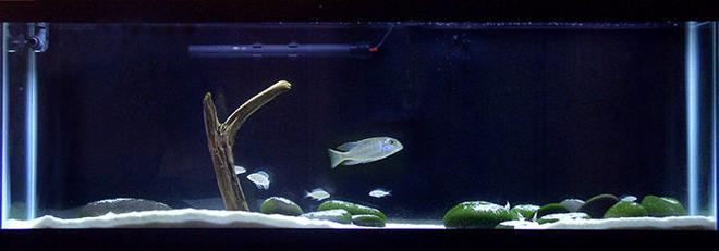 40 gallons freshwater fish tank (mostly fish and non-living decorations) - All-Glass 40 Long (48 x 12 x 17); Rena Filstar XP2 and AquaClear 50; Marineland Visi-Therm Stealth 200W; Coralife T-5 Aqualight Double Strip (10,000 K / 460nm Actinic); Mystic White II Pool Filter Sand; Mexican Beach Pebbles; Black Background