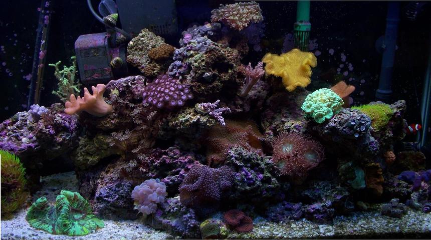 Rated #58: 38 Gallons Reef Tank - 38 G MIXED REEF