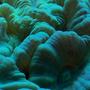 corals inverts - caulastrea furcata - candy cane coral stocking in 38 gallons tank - Kryptonite Caulastrea