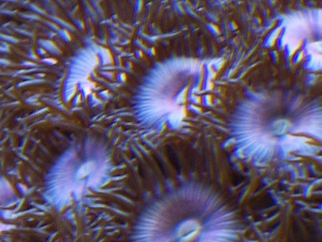 corals inverts - zoanthus sp. - blue ice zoanthids stocking in 38 gallons tank - Pink Zooanthids