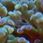 corals inverts - euphyllia paradivisa - frogspawn coral stocking in 38 gallons tank - Euphyilla paradivisa