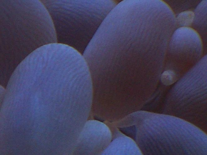 corals inverts - plerogyra sinuosa - bubble coral, white stocking in 38 gallons tank - Plegrogyra