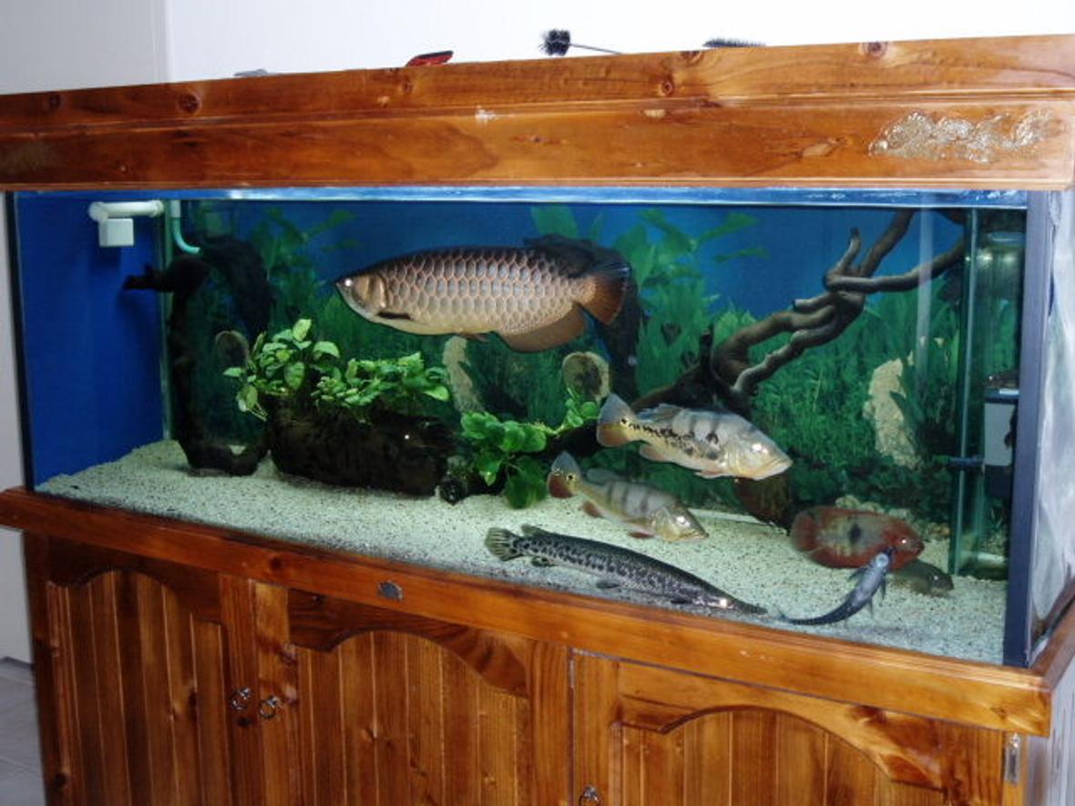 250 gallons freshwater fish tank (mostly fish and non-living decorations) - My 6x2x2