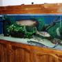 250 gallons freshwater fish tank (mostly fish and non-living decorations) - My 6x2x2