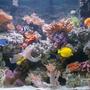 80 gallons reef tank (mostly live coral and fish) - Add new fishes