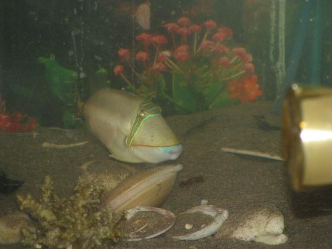 30 gallons saltwater fish tank (mostly fish, little/no live coral) - this is my humu humu piccaso fish