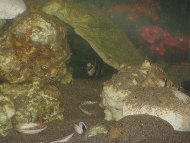 saltwater fish - dascyllus aruanus - three stripe damselfish stocking in 30 gallons tank - My Damsel hiding in the back of the fish tank