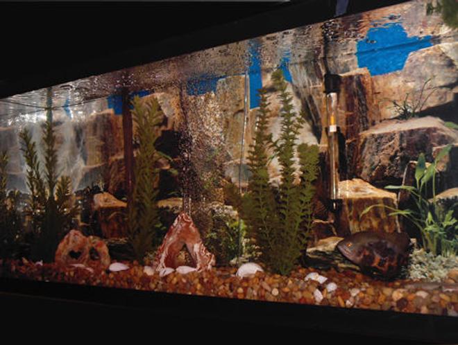 75 gallons freshwater fish tank (mostly fish and non-living decorations) - This is Lucky ( my recovering Oscar) in her 55 gal tank