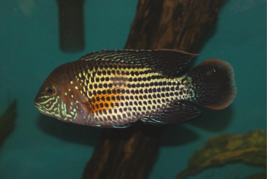 Rated #1172: Freshwater Fish - Aequidens Rivulatus - Green Terror Stocking In 55 Gallons Tank - Nemesis My green terror