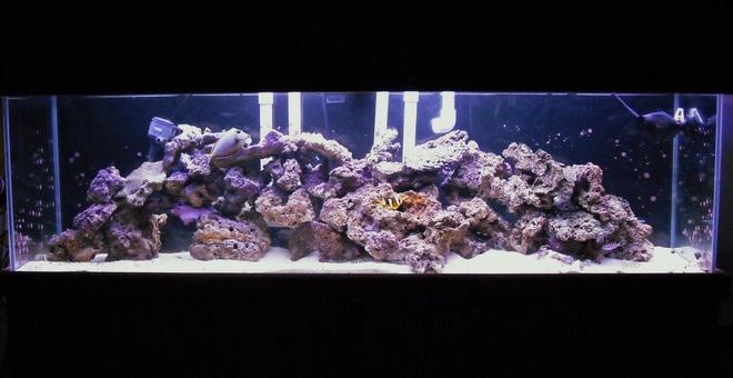 120 gallons saltwater fish tank (mostly fish, little/no live coral) - 120 fowlr