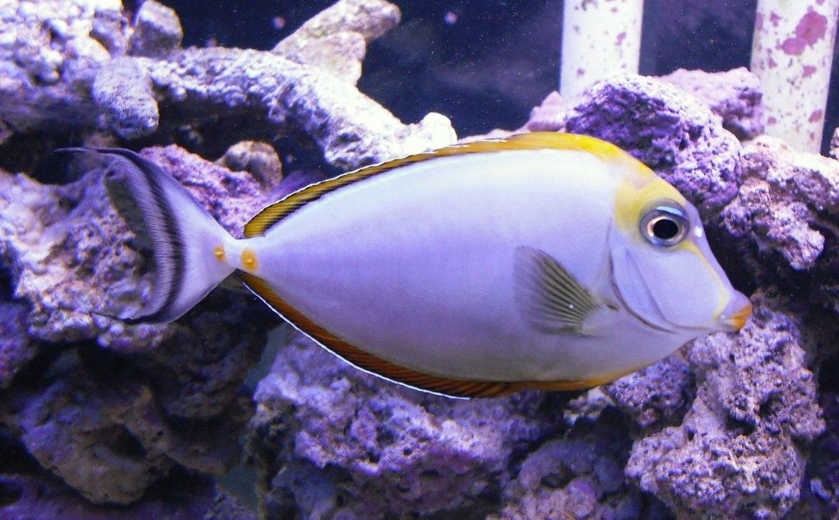 saltwater fish - naso lituratus - naso tang stocking in 120 gallons tank - Naso Tang