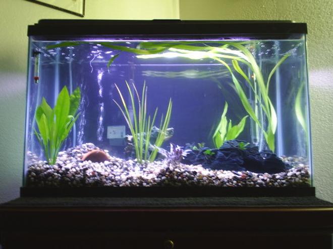 29 gallons planted tank (mostly live plants and fish) - my new 29 gallon