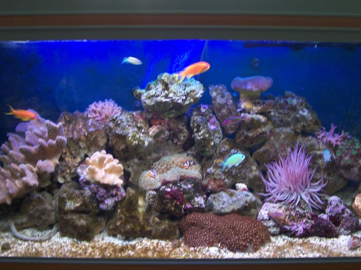 52 gallons reef tank (mostly live coral and fish) - Aquarium at 5 months old