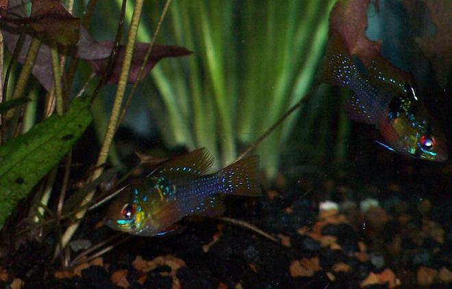 freshwater fish - papiliochromis ramirezi - german blue ram stocking in 75 gallons tank - ricky and lucy