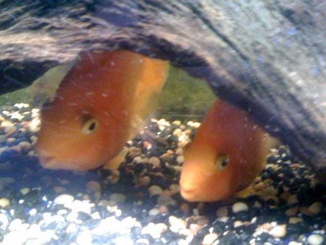 freshwater fish - heros severus x amphilophus citrinellum - blood parrot stocking in 55 gallons tank - My parrots