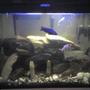 60 gallons freshwater fish tank (mostly fish and non-living decorations) - this another picture of the newest setup
