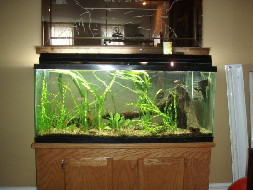 Rated #2022: 55 Gallons Planted Tank - 55 gal. Tank, fish, Driftwood, grass, DIY CO2, Starting to grow well.  Experimenting on taking good pictures of the tank.