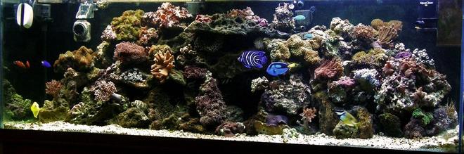 125 gallons reef tank (mostly live coral and fish) - 25 gallon AGA
1 skimmer
Aquafuge Pro Large refugium
225 lbs of rock or more (not sure, never measured, probably more like 300)
t5HO + 96WCF
1 Seio, 3 Maxi-jet and one Aquaflow - A lot of total tank flow (not including return hoses).
Soft coral and fish, inverts, snails, an eel and everything wierd I can find.

My corals aren't open in here.  It's just been set up 2 days ago, as we took out a lot of bowl rock and put Fiji in.

Please leave feedback, and information, as I value any input and ideas.