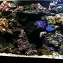 125 gallons reef tank (mostly live coral and fish) - 25 gallon AGA 1 skimmer Aquafuge Pro Large refugium 225 lbs of rock or more (not sure, never measured, probably more like 300) t5HO + 96WCF 1 Seio, 3 Maxi-jet and one Aquaflow - A lot of total tank flow (not including return hoses). Soft coral and fish, inverts, snails, an eel and everything wierd I can find. My corals aren't open in here. It's just been set up 2 days ago, as we took out a lot of bowl rock and put Fiji in. Please leave feedback, and information, as I value any input and ideas.