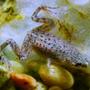 fish tank picture - Dorothea, my African Dwarf Frog. She's tiny - less than an inch from nose to butt. (gotta love that macro setting...)